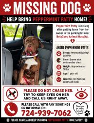Lost Male Dog last seen Wildwood road and west hardies, Gibsonia, PA 15044