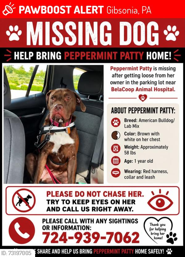 Lost Male Dog last seen Wildwood road and west hardies, Gibsonia, PA 15044