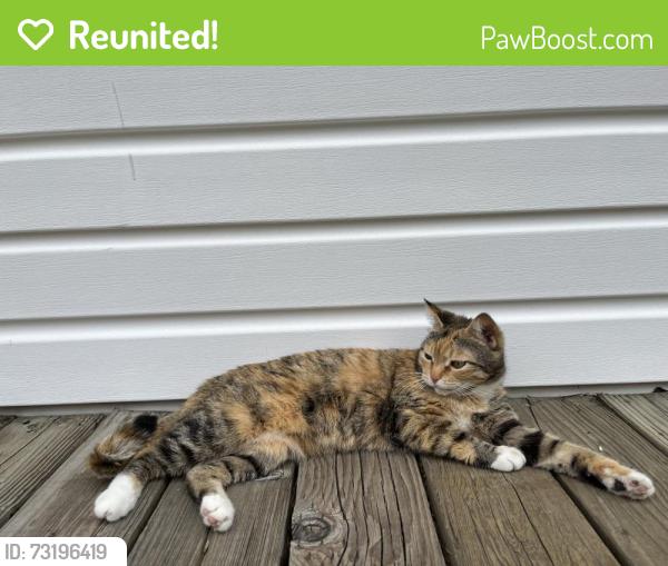 Reunited Female Cat last seen Ventura and 72nd, Tigard, OR 97223