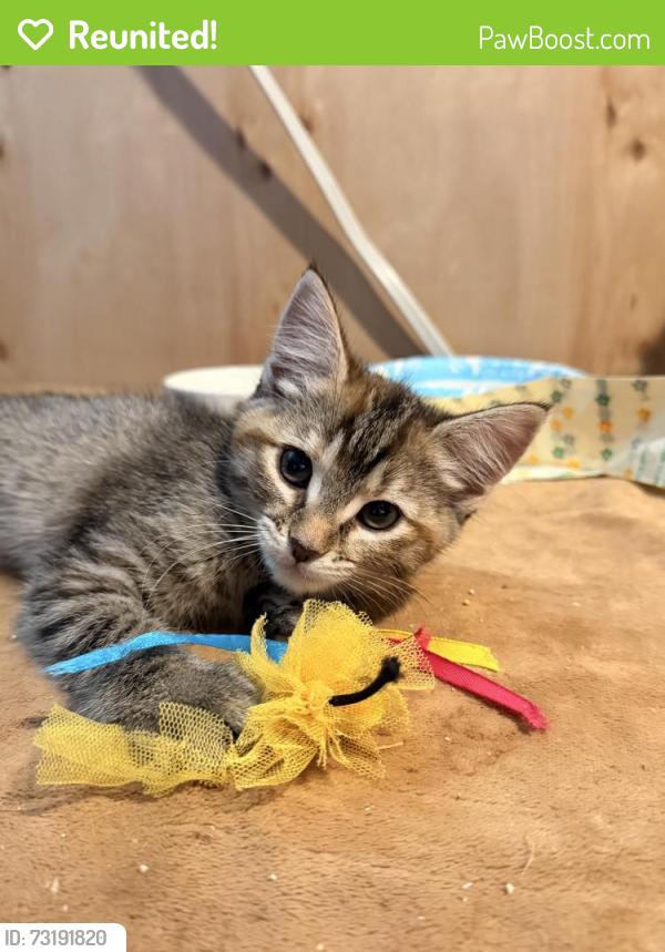 Reunited Female Cat last seen 32nd and Saulsbury, Wheat Ridge, CO 80033