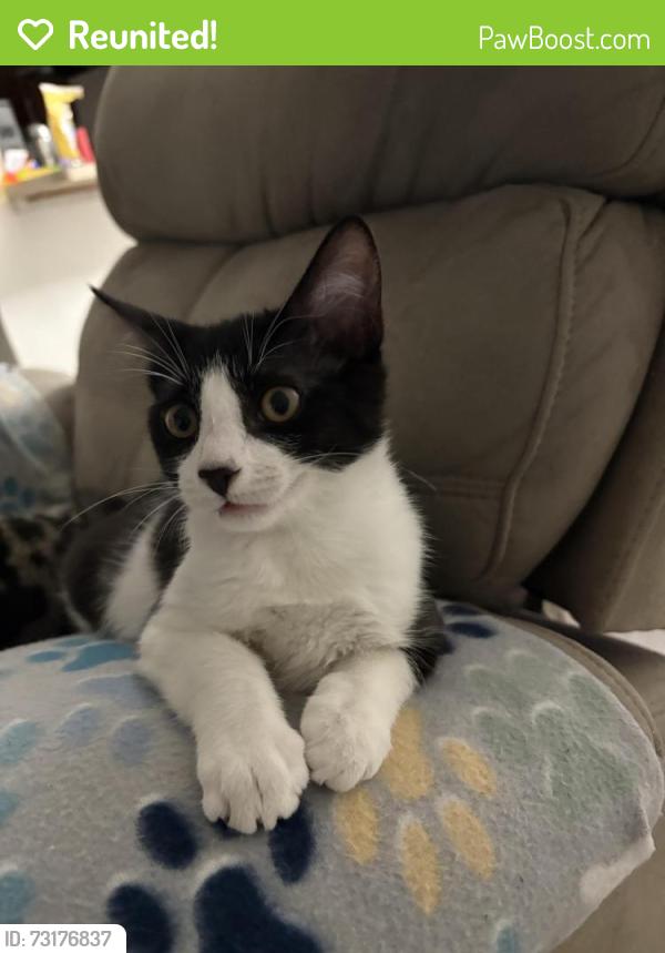 Reunited Female Cat last seen Atlantis ave, fort Pierce, Fort Pierce, FL 34981