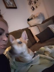 Reunited Male Dog last seen US highway 19, Clearwater, FL 33764