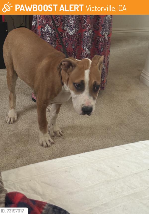 Found/Stray Female Dog last seen Sunset Ridge Park, Victorville, CA 92392