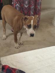 Found/Stray Female Dog last seen Sunset Ridge Park, Victorville, CA 92392