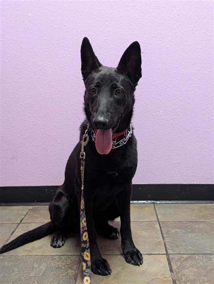 Shelter Stray Female Dog last seen Near SHADOW MOUNTAIN, CITY of El Paso, TX, 5001 Fred Wilson Ave, El Paso, TX 79906, USA