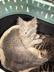 Shelter Stray Female Cat last seen Near Orion Place, CITY of El Paso, TX, 5001 Fred Wilson Ave, El Paso, TX 79906, USA