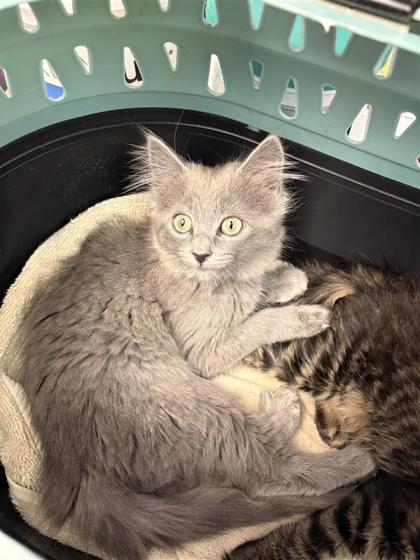 Shelter Stray Female Cat last seen Near Orion Place, CITY of El Paso, TX, 5001 Fred Wilson Ave, El Paso, TX 79906, USA