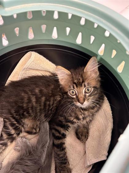 Shelter Stray Male Cat last seen Near Orion Place, CITY of El Paso, TX, 5001 Fred Wilson Ave, El Paso, TX 79906, USA
