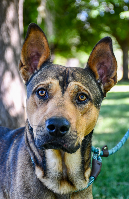 Shelter Stray Male Dog last seen Found at wooden post by our back gate, City of Yakima,, 2405 W Birchfield Rd, Yakima, WA 98901, USA