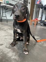 Shelter Stray Male Dog last seen Near Country Pond Lane, Berkeley County, SC, 2455 Remount Rd, North Charleston, SC 29406, USA