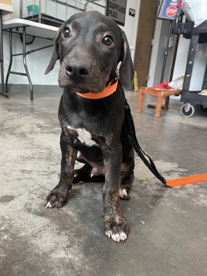 Shelter Stray Male Dog last seen Near Country Pond Lane, Berkeley County, SC, 2455 Remount Rd, North Charleston, SC 29406, USA