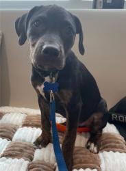 Shelter Stray Male Dog last seen Near Country Pond Lane, Berkeley County, SC, 2455 Remount Rd, North Charleston, SC 29406, USA