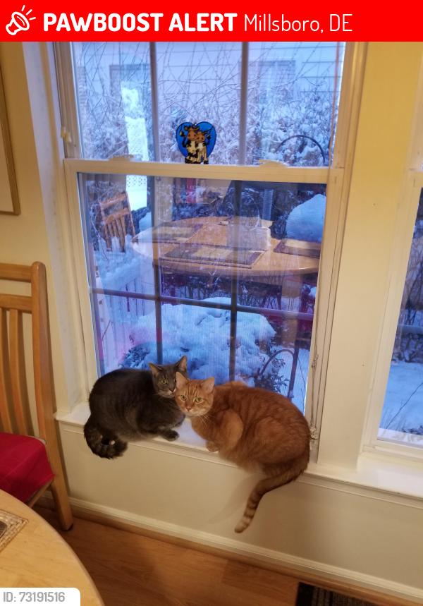 Lost Male Cat last seen Seaview Loop Long Neck Shores, Millsboro, DE 19966