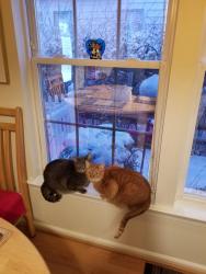 Lost Male Cat last seen Seaview Loop Long Neck Shores, Millsboro, DE 19966