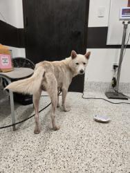 Shelter Stray Male Dog last seen Riverdale and Herschel Rd, East Point, GA, 1251 Fulton Industrial Blvd NW, Atlanta, GA 30336, USA