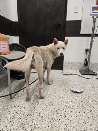 Shelter Stray Male Dog last seen Riverdale and Herschel Rd, East Point, GA, 1251 Fulton Industrial Blvd NW, Atlanta, GA 30336, USA