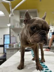 Shelter Stray Male Dog last seen Near Kipling street, Atlanta, GA, 1251 Fulton Industrial Blvd NW, Atlanta, GA 30336, USA