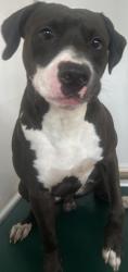 Shelter Stray Male Dog last seen Near Leyland Dr, 30034, GA, 3280 Chamblee Dunwoody Rd, Chamblee, GA 30341, USA