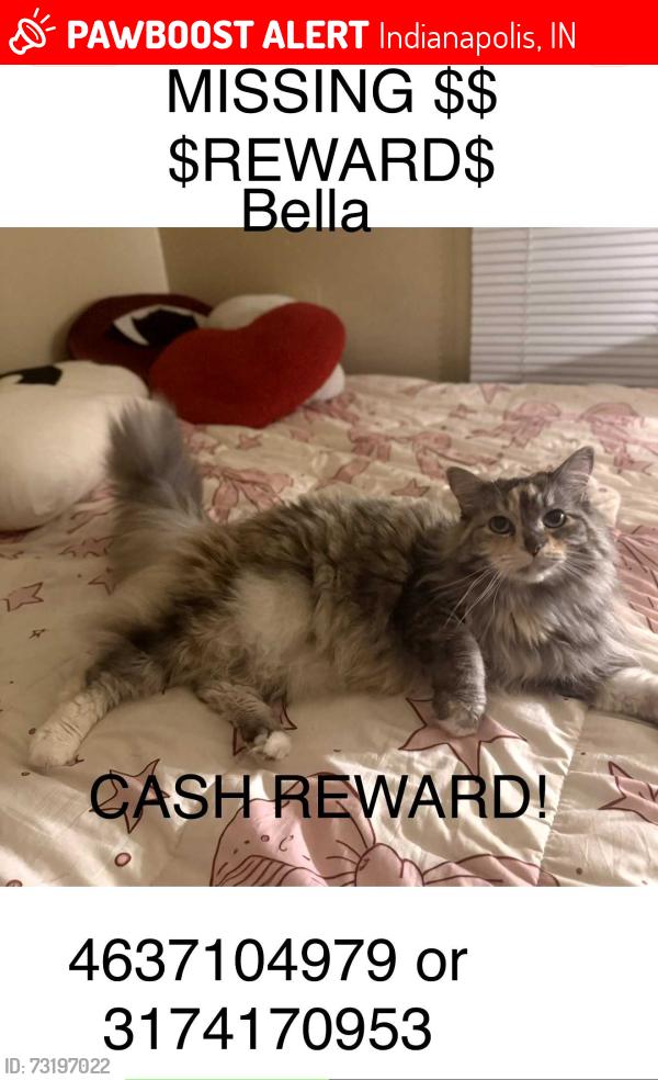 Lost Female Cat last seen 34th and emerson, Indianapolis, IN 46218