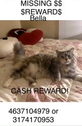 Lost Female Cat last seen 34th and emerson, Indianapolis, IN 46218