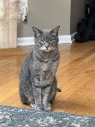 Reunited Male Cat last seen 7th St and Myrtle, Atlanta, GA 30309