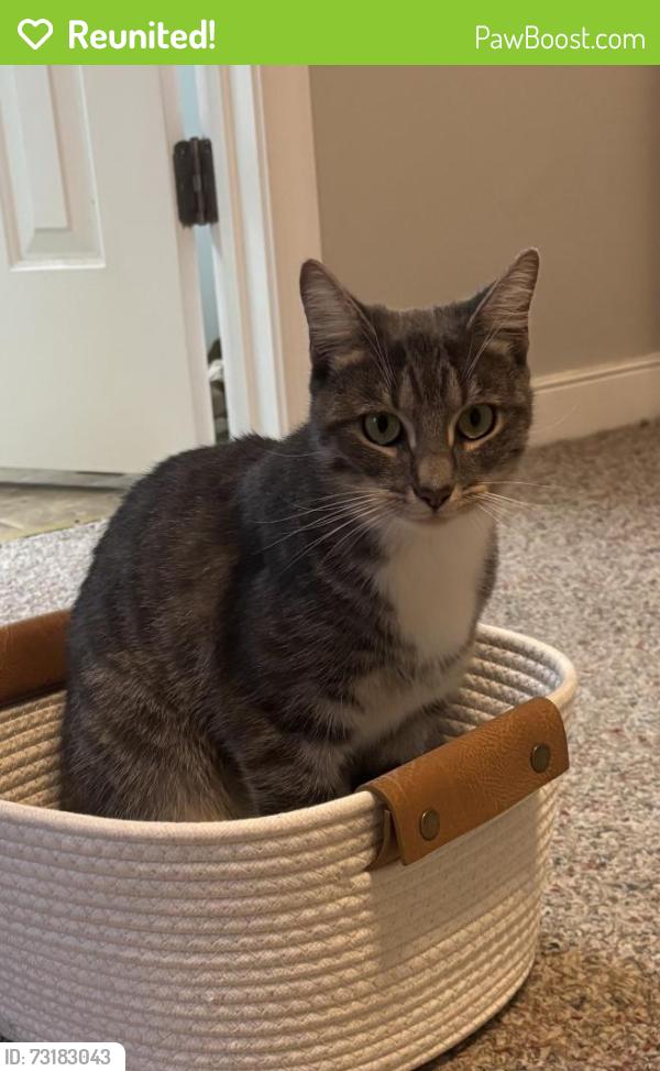 Reunited Female Cat last seen Neighborhood off Lucks Lane between Smoketree entrance and the fourway stop before Sheetz, Midlothian, VA 23114