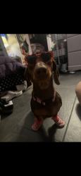 Lost Female Dog last seen Sierra Way, N E St, San Bernardino, CA 92405