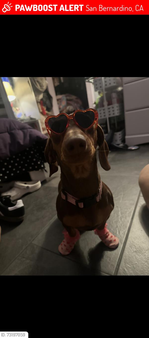 Lost Female Dog last seen Sierra Way, N E St, San Bernardino, CA 92405