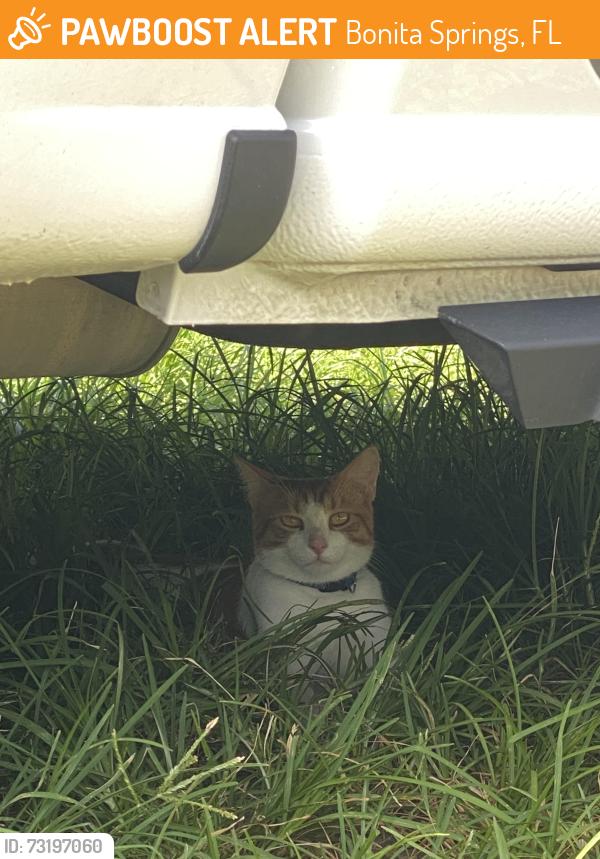 Found/Stray Unknown Cat last seen Walgreens, Bonita Springs, FL 34135