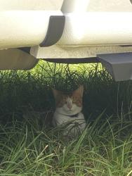Found/Stray Unknown Cat last seen Walgreens, Bonita Springs, FL 34135
