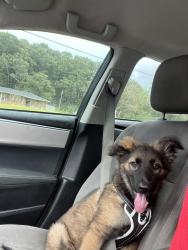 Reunited Male Dog last seen Near Avondale Public Library, Birmingham, AL 35222