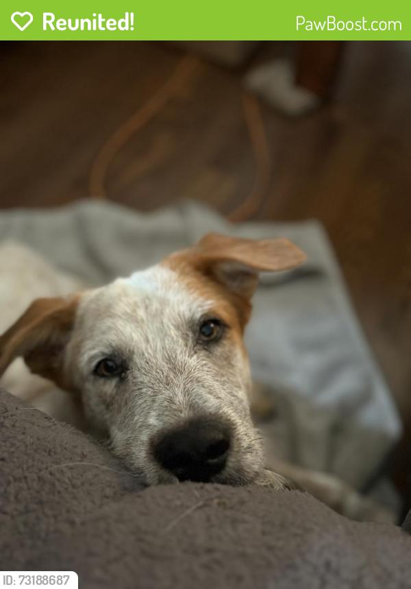 Reunited Male Dog last seen Platt road, lilac lane, Naples, FL 34120