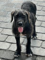 Found/Stray Male Dog last seen Parris Bridge Rf, Rutherford County, NC 28139