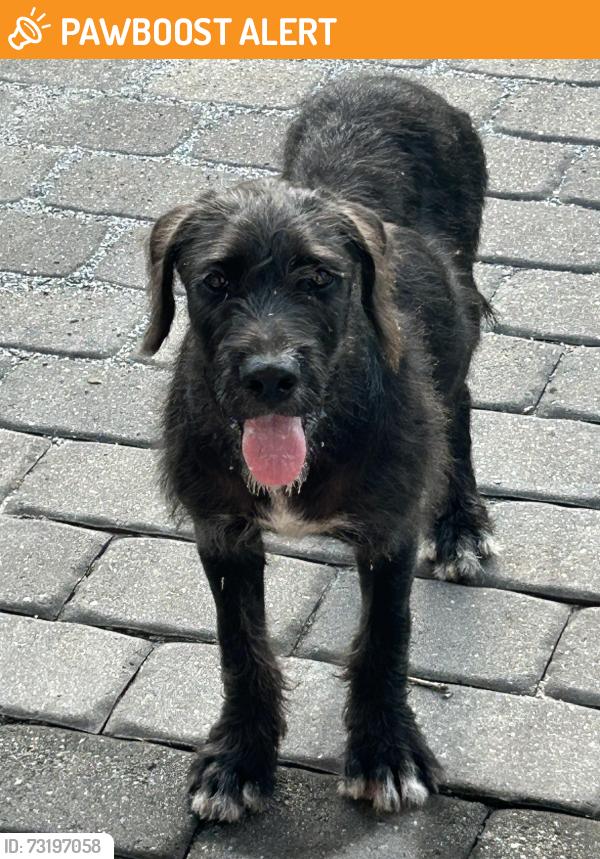 Found/Stray Male Dog last seen Parris Bridge Rf, Rutherford County, NC 28139