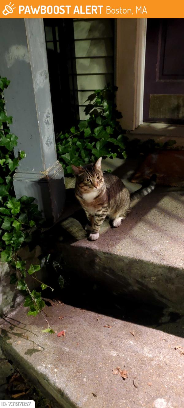 Found/Stray Male Cat last seen Chestnut and Armstrong, Boston, MA 02130
