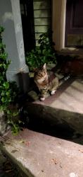Found/Stray Male Cat last seen Chestnut and Armstrong, Boston, MA 02130