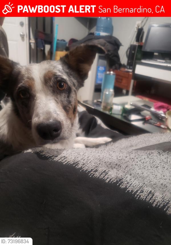 Lost Female Dog last seen E and 16th, San Bernardino, CA 92405