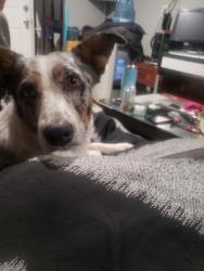 Lost Female Dog last seen E and 16th, San Bernardino, CA 92405