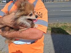 Reunited Unknown Dog last seen 94th and Pacific Ave Tacoma by Enterprise car rental, Tacoma, WA 98444