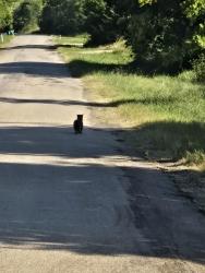 Found/Stray Unknown Dog last seen Cr 151 and hwy 34, Kaufman, TX 75142