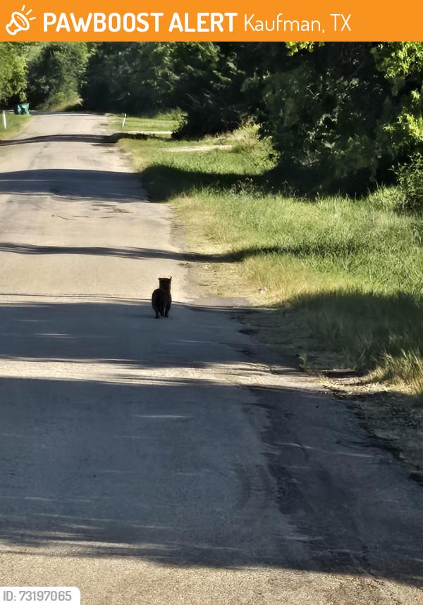 Found/Stray Unknown Dog last seen Cr 151 and hwy 34, Kaufman, TX 75142