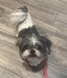 Lost Female Dog last seen Mike price, El Paso, TX 79938