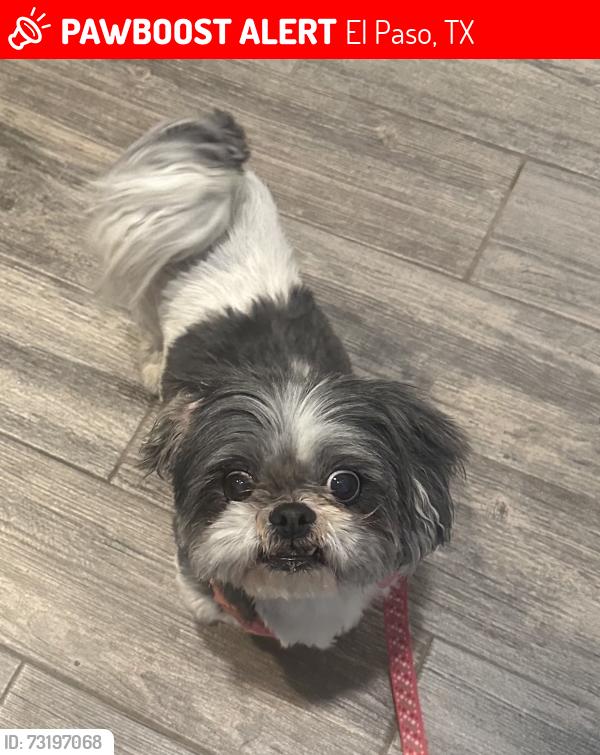 Lost Female Dog last seen Mike price, El Paso, TX 79938