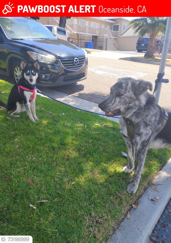 Lost Male Dog last seen el camino real and oceanside blvd, Oceanside, CA 92056