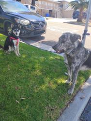 Lost Male Dog last seen el camino real and oceanside blvd, Oceanside, CA 92056