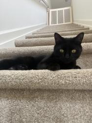 Lost Female Cat last seen Park Ave, Huntington Station, NY 11746