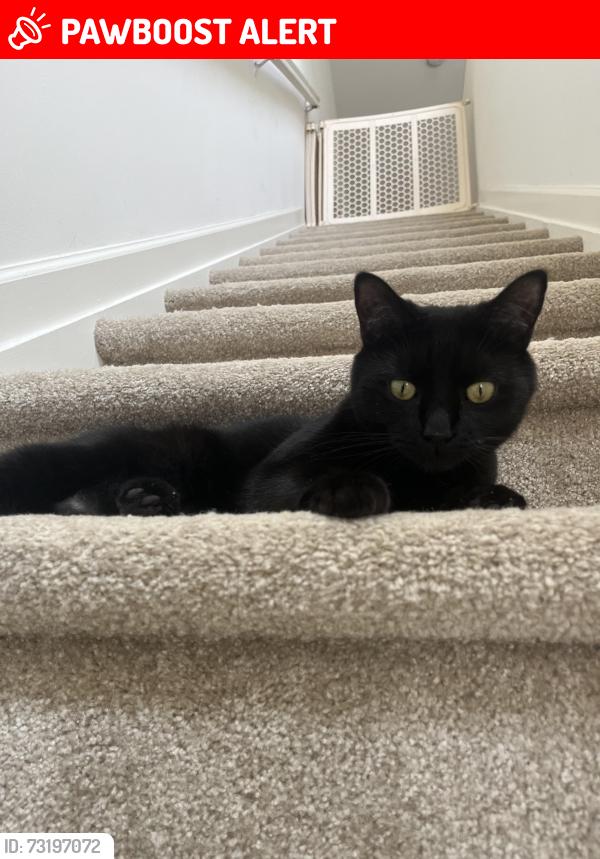 Lost Female Cat last seen Park Ave, Huntington Station, NY 11746