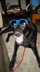 Lost Female Dog last seen Arrow hwy between Mountain and Benson, Upland, CA 91786
