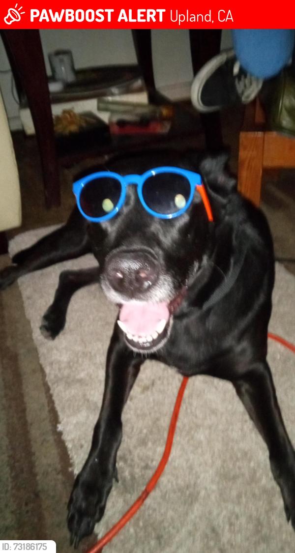 Lost Female Dog last seen Arrow hwy between Mountain and Benson, Upland, CA 91786