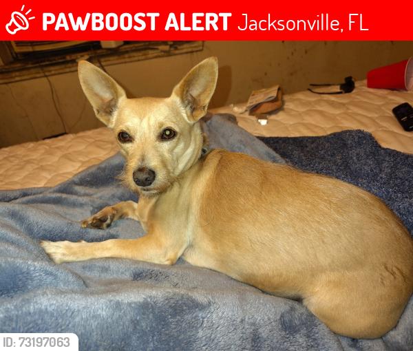 Lost Female Dog last seen Normandy Blvd, Jacksonville, FL 32234